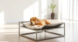 top elevated dog beds