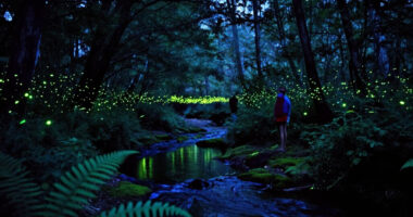 The Story Behind “Luciole — The Synchronous Fireflies Of Vallon Creux”