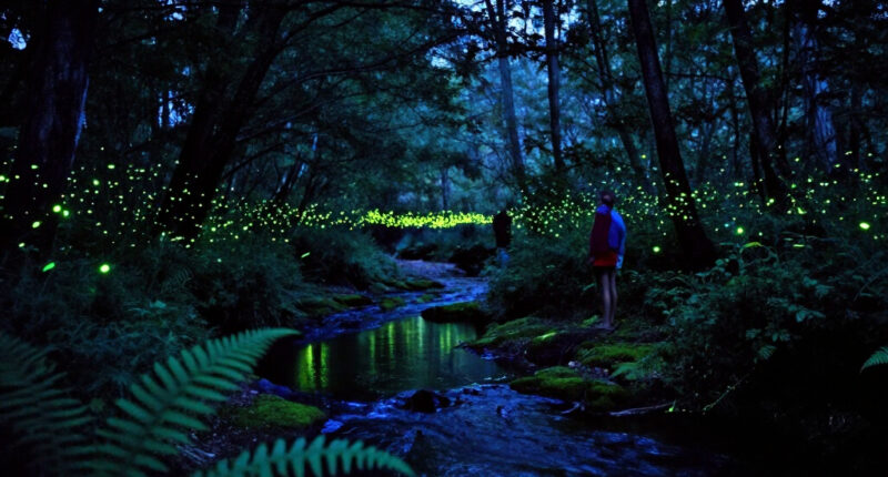 The Story Behind “Luciole — The Synchronous Fireflies Of Vallon Creux”